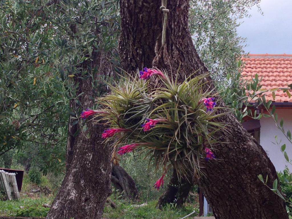 Agriturismo Ada Musso Ss Diano Borello المظهر الخارجي الصورة