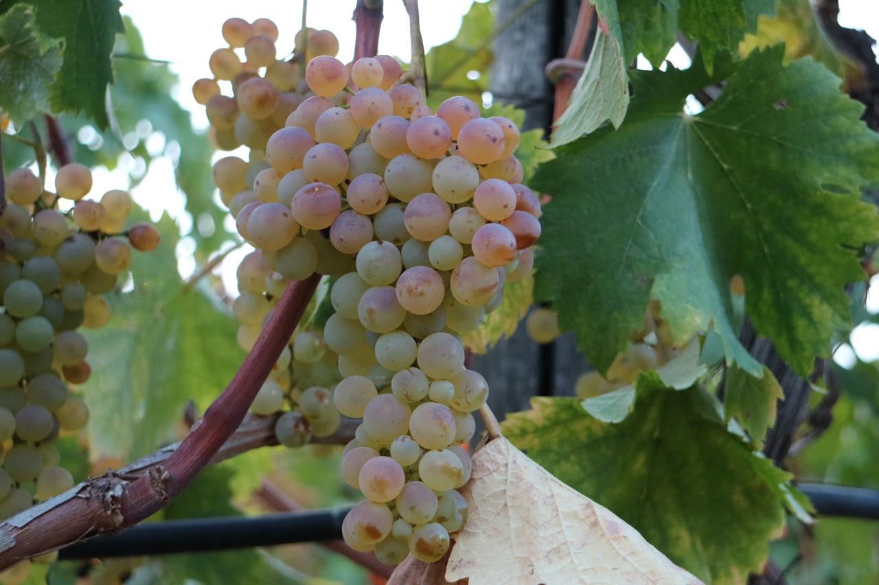 Agriturismo Ada Musso Ss Diano Borello المظهر الخارجي الصورة