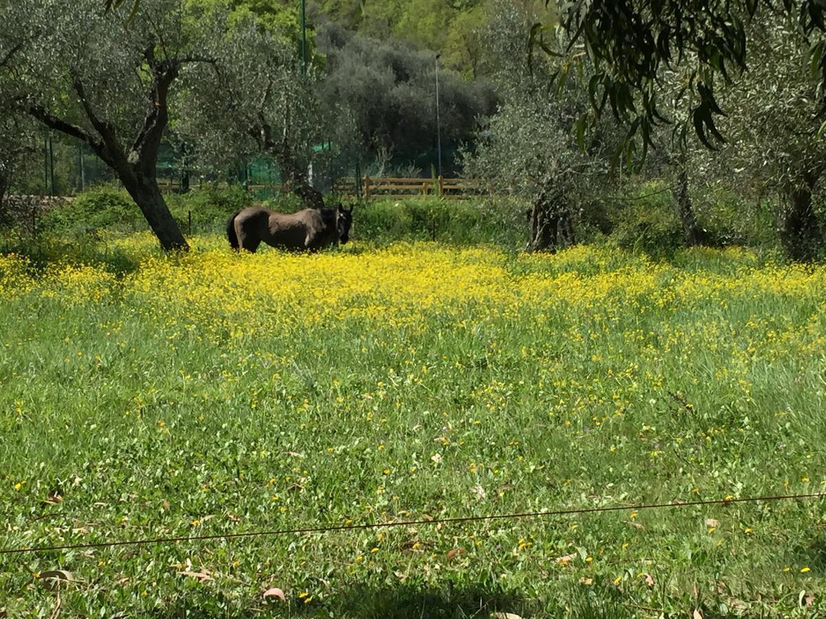 Agriturismo Ada Musso Ss Diano Borello المظهر الخارجي الصورة